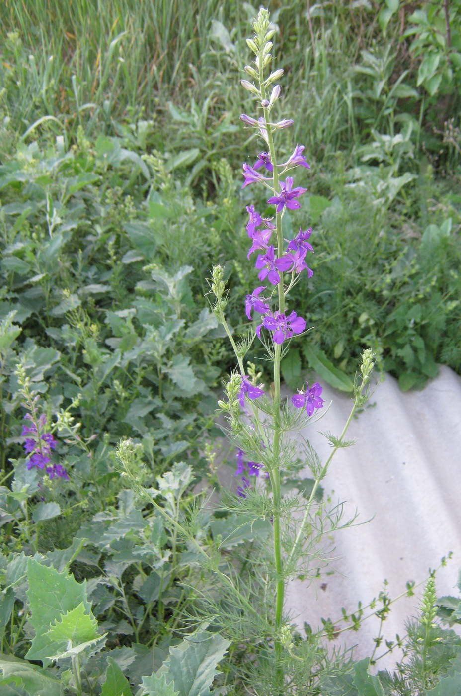 Изображение особи Delphinium hispanicum.