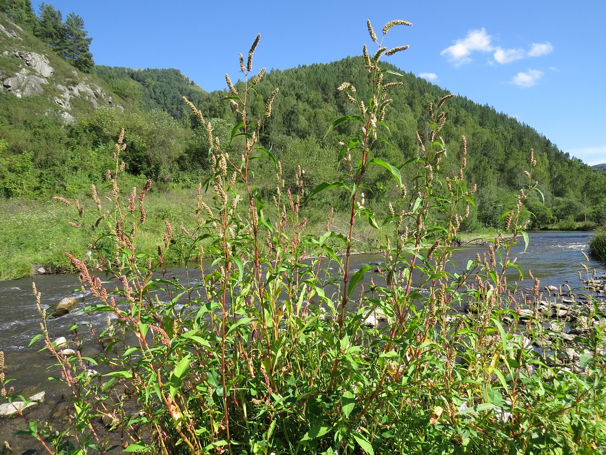 Image of Persicaria lapathifolia specimen.