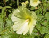 Alcea rugosa