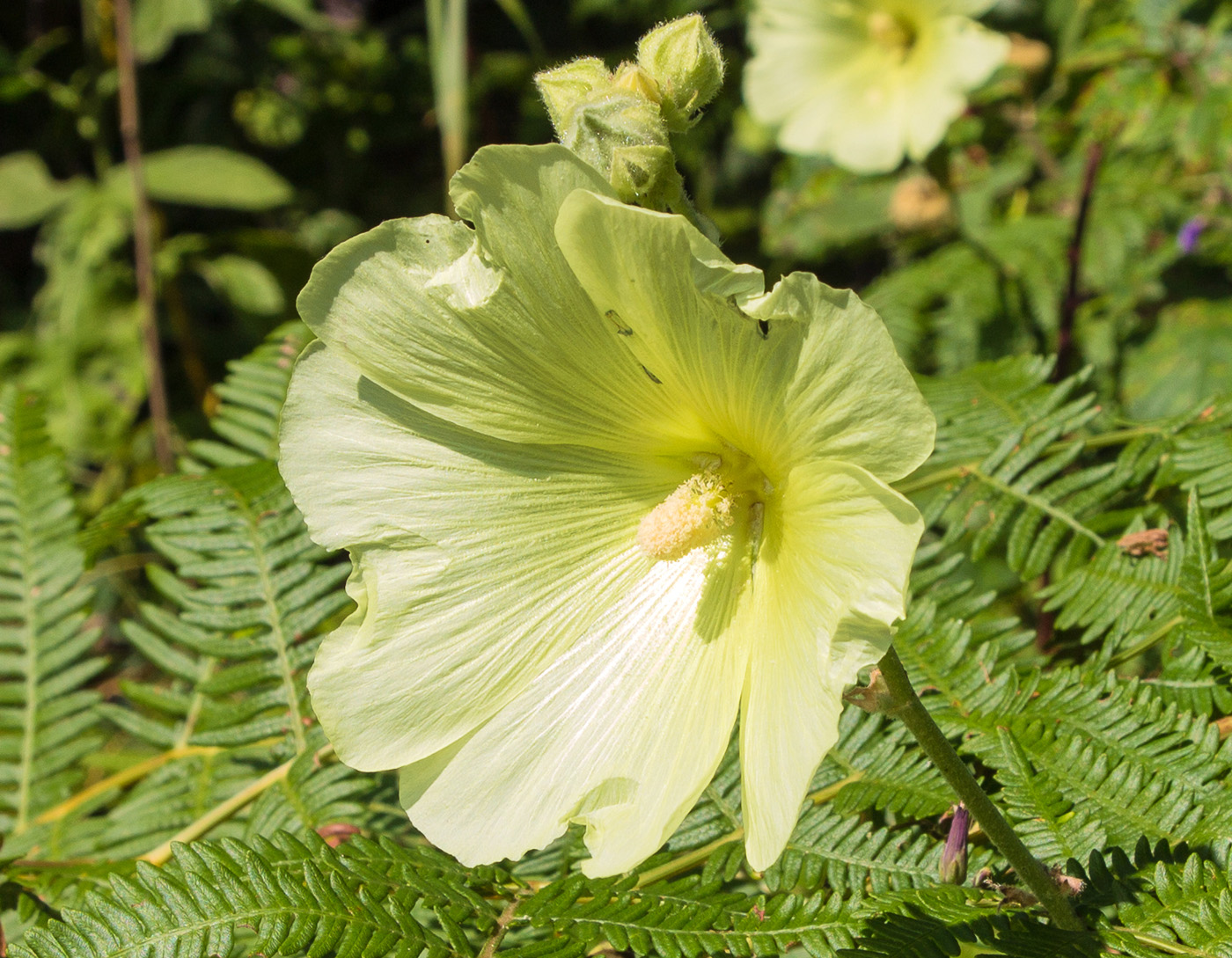 Изображение особи Alcea rugosa.