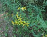 Senecio grandidentatus. Верхушка цветущего растения. Краснодарский край, Абинский р-н, обочина небольшой дороги. 02.09.2016.