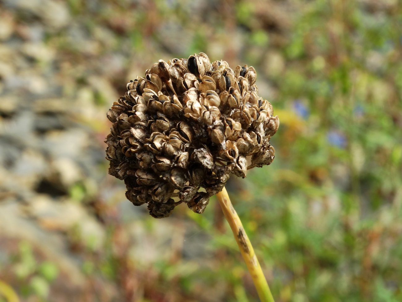 Image of Allium prokhanovii specimen.