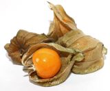 Physalis peruviana