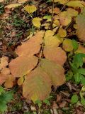 Fraxinus rhynchophylla. Лист в осенней окраске. Приморье, Находкинский городской округ, окр. пос. Ливадия, широколиственный лес. 01.10.2016.