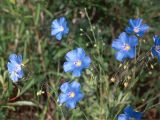 Linum austriacum. Соцветия. Украина, Донецкая обл., Володарский р-н, заповедник \"Каменные Могилы\", петрофитная степь. 1 июня 2002 г.