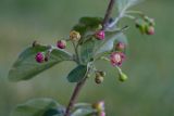 Cotoneaster melanocarpus. Соцветия в средней части веточки. Республика Алтай, Шебалинский р-н, окр. с. Камлак, правый борт долины р. Сема, сосновый лес. 28.05.2016.