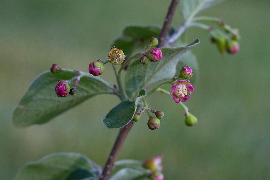 Image of Cotoneaster melanocarpus specimen.