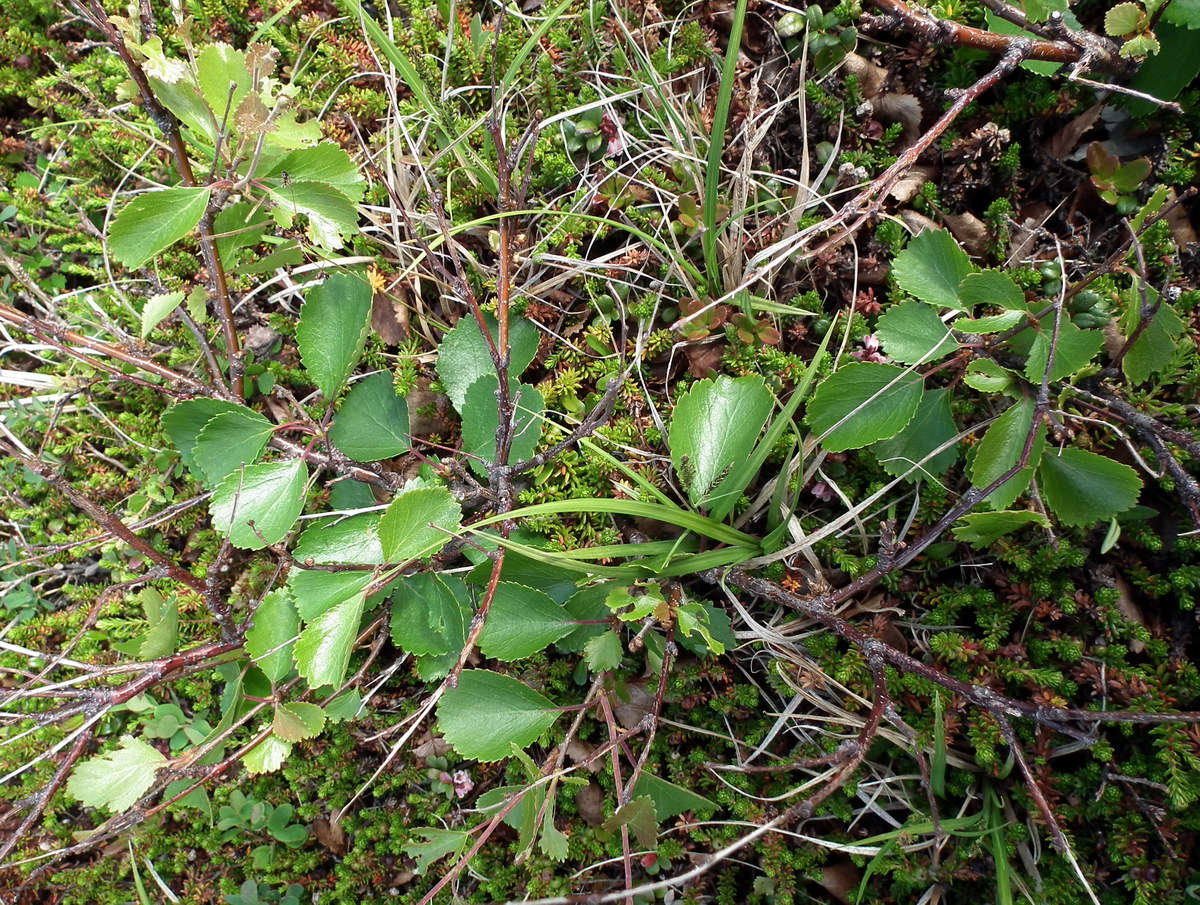 Image of Betula × kusmisscheffii specimen.