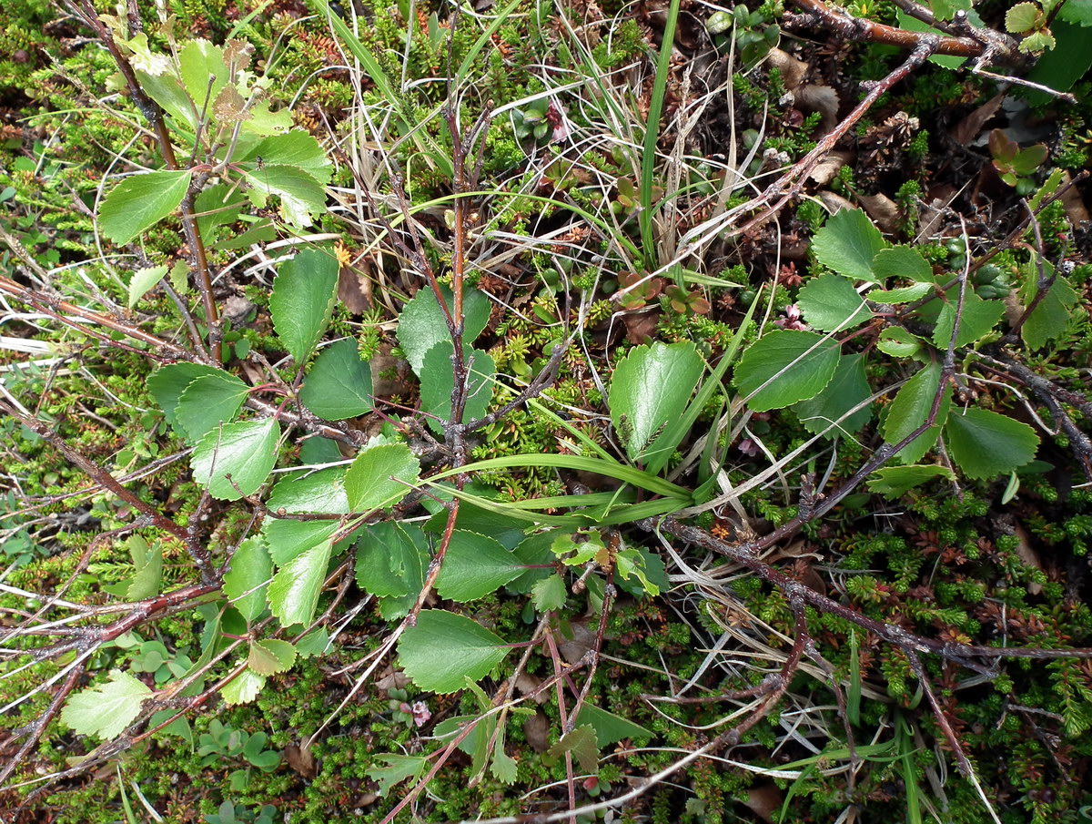 Image of Betula &times; kusmisscheffii specimen.