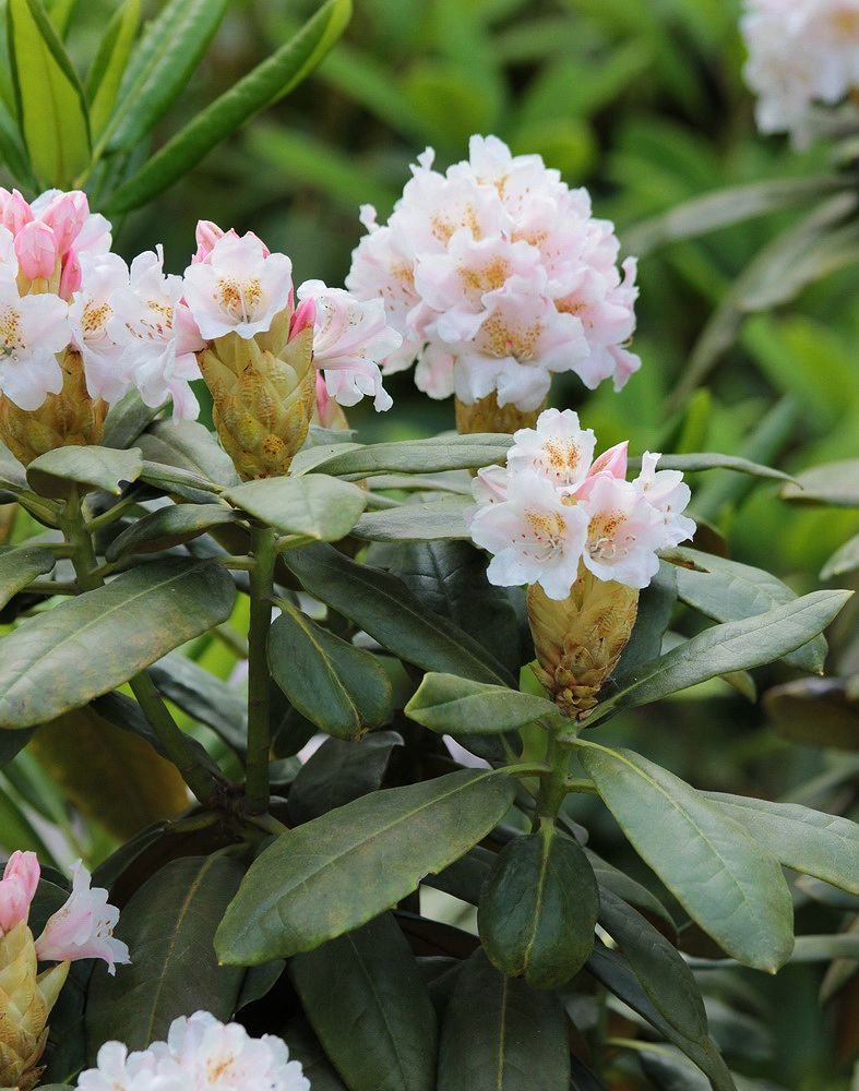 Изображение особи Rhododendron makinoi.