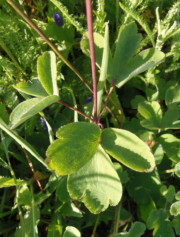 Изображение особи Aquilegia vulgaris.