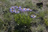 Aster alpinus