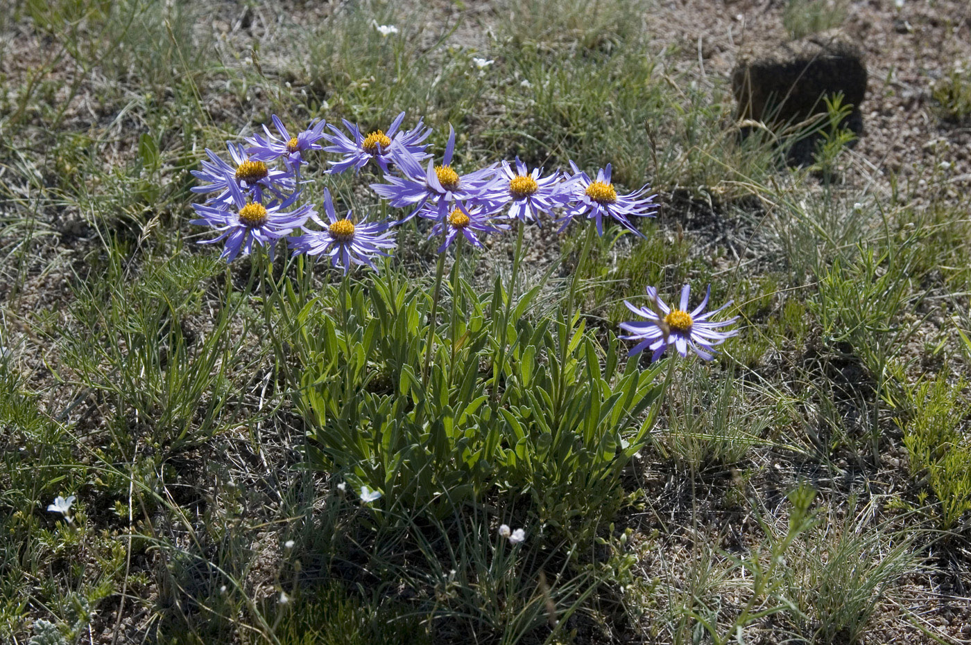 Изображение особи Aster alpinus.