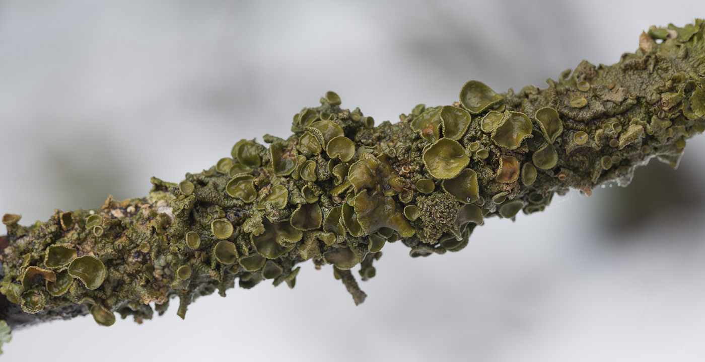 Image of Melanohalea exasperata specimen.