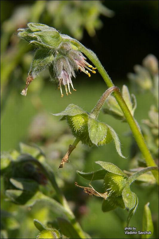 Изображение особи Solenanthus biebersteinii.