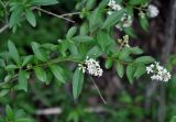 Ligustrum vulgare. Верхушки ветвей с соцветиями. Крым, Бахчисарайский р-н, Качинский каньон, скала Бурун-Кая, буково-грабовый лес. 04.06.2016.