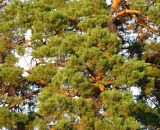 Pinus sylvestris