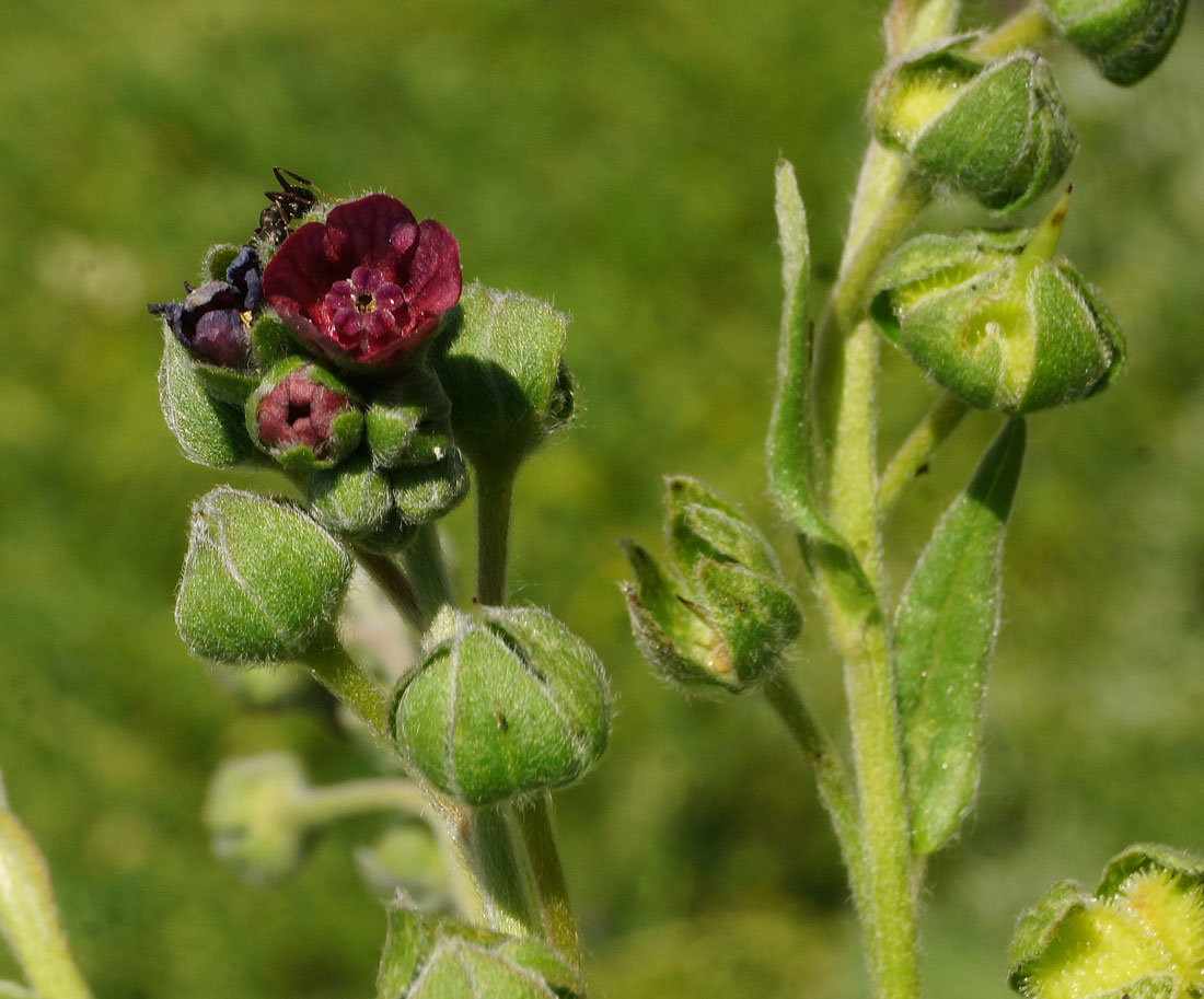 Изображение особи Cynoglossum officinale.