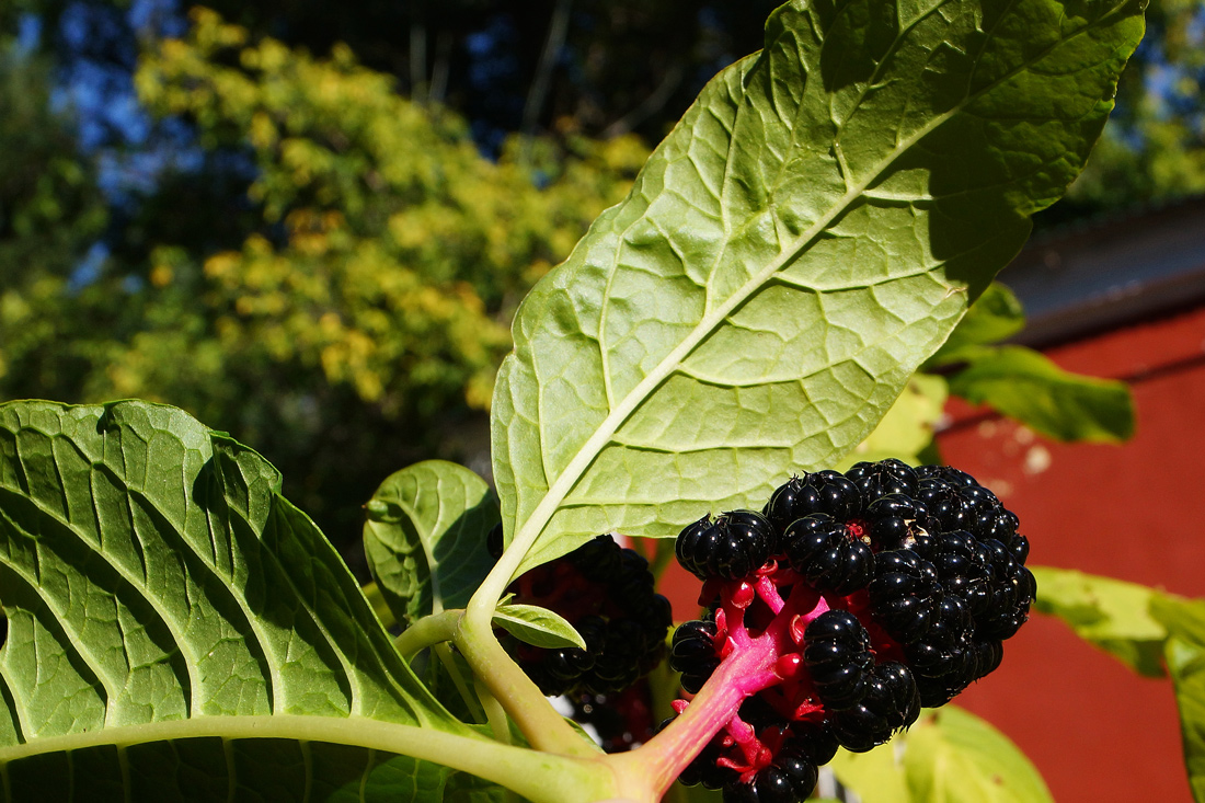 Изображение особи Phytolacca acinosa.