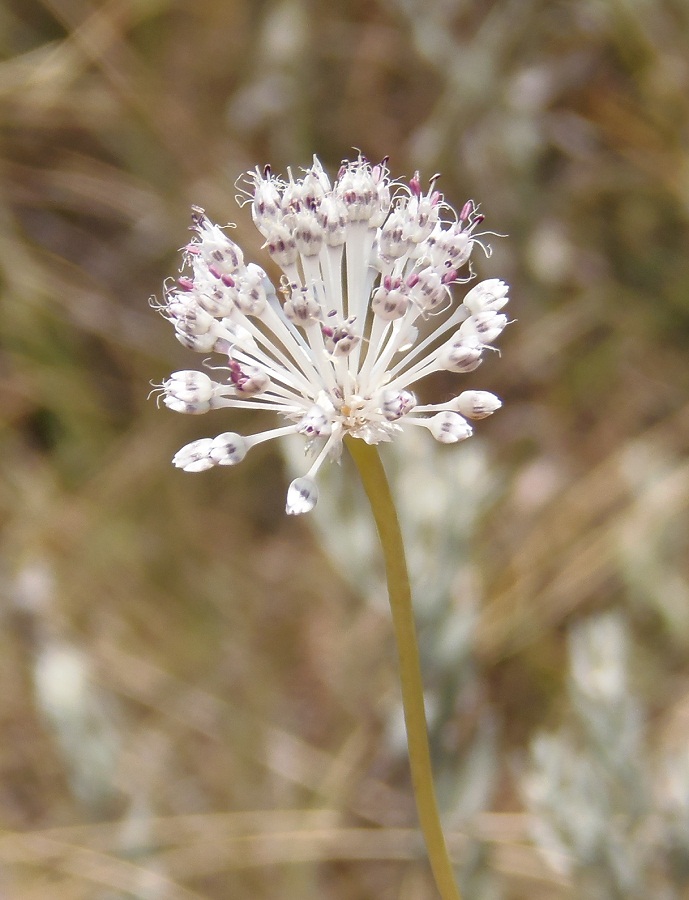 Image of Allium guttatum specimen.