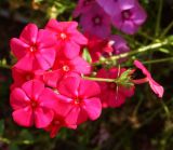 Phlox drummondii