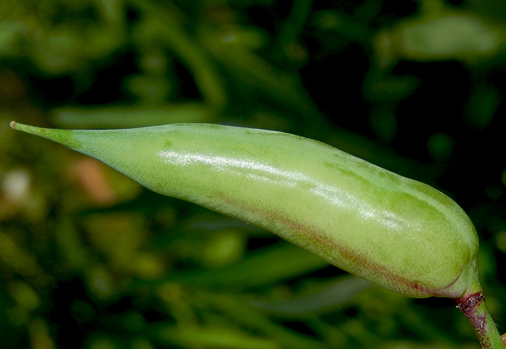 Image of Raphanus sativus specimen.
