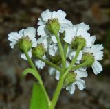 Achillea biserrata