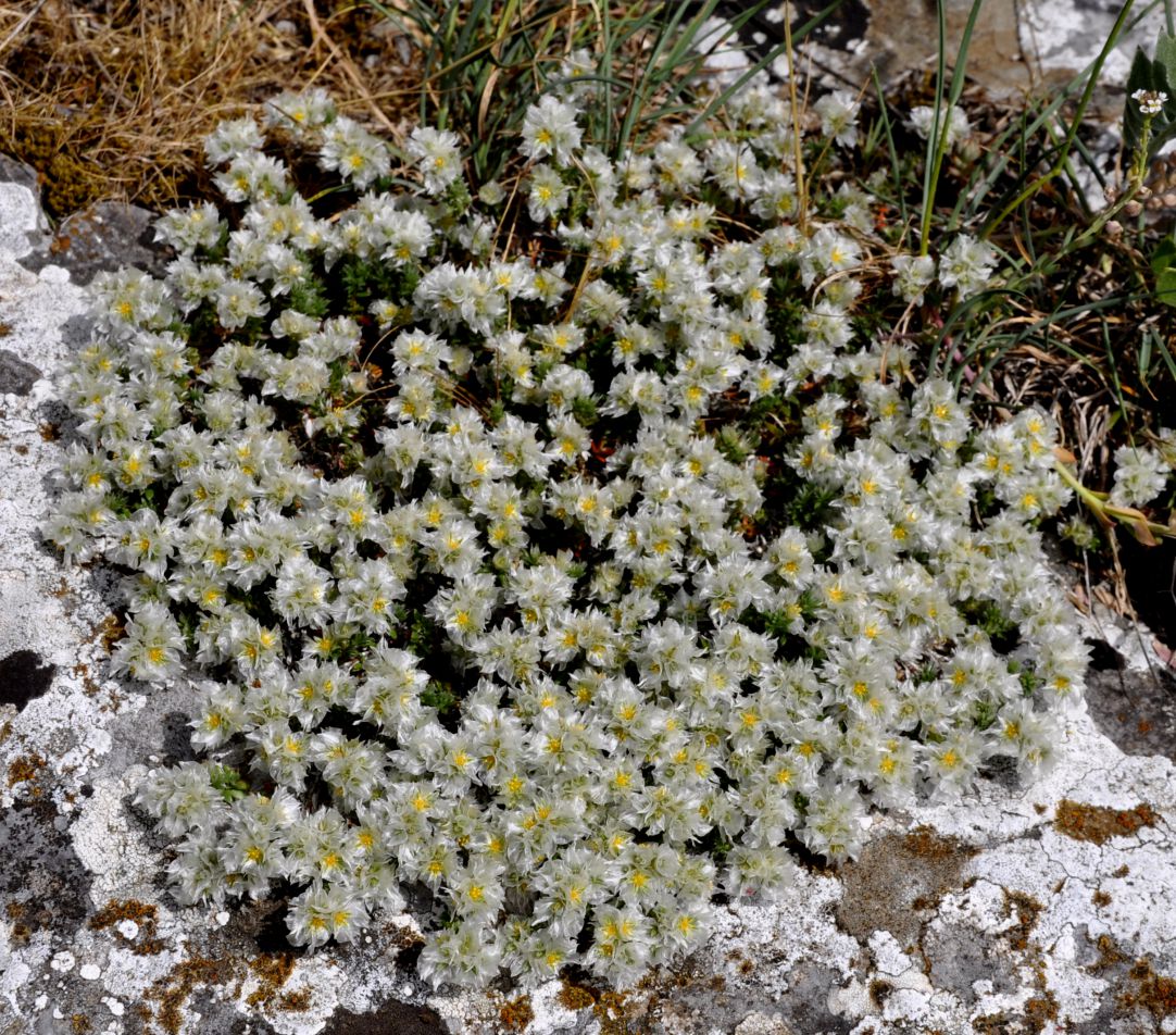Image of genus Paronychia specimen.