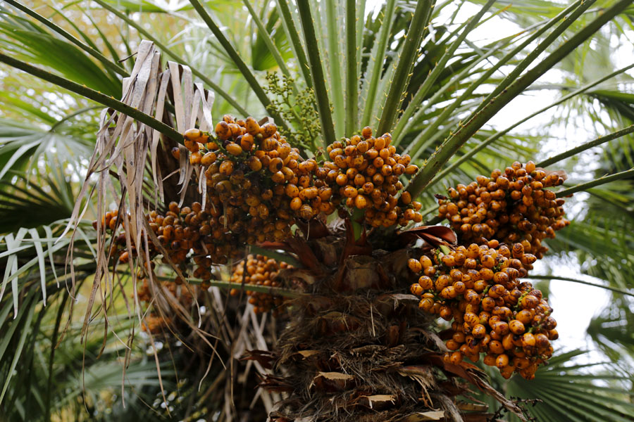 Image of Chamaerops humilis specimen.