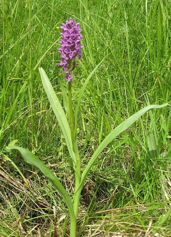 Изображение особи Dactylorhiza sibirica.