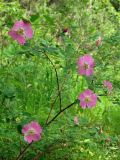 Rosa amblyotis