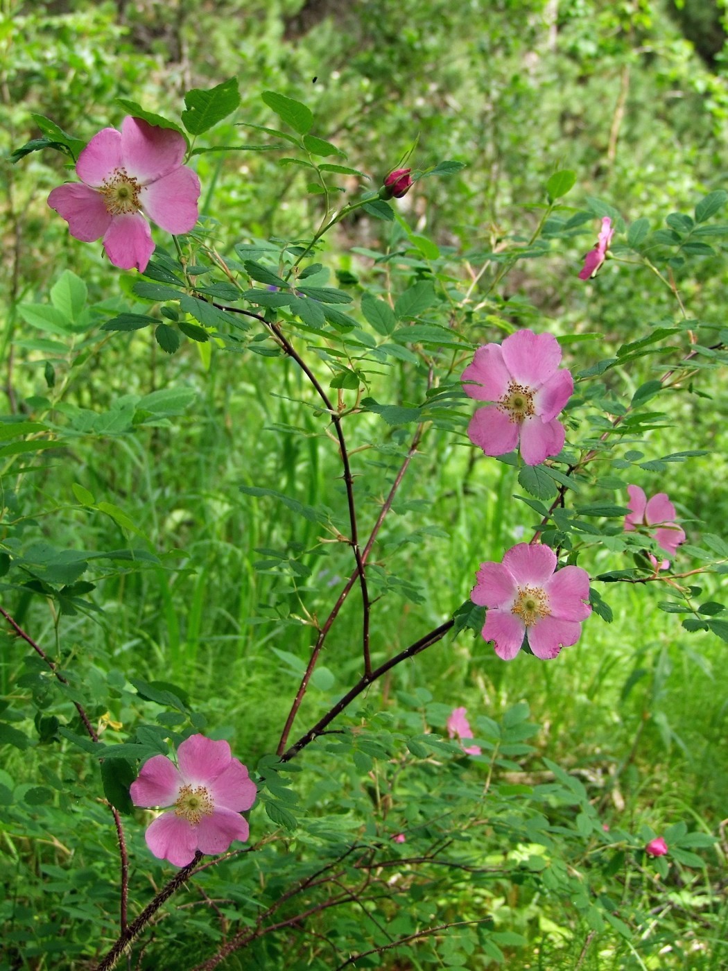 Изображение особи Rosa amblyotis.