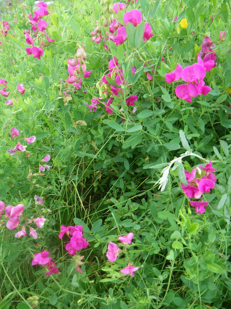 Изображение особи Lathyrus tuberosus.