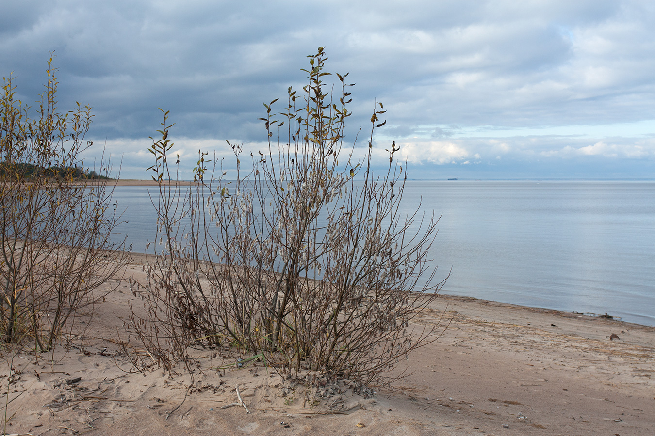 Изображение особи Salix pentandra.