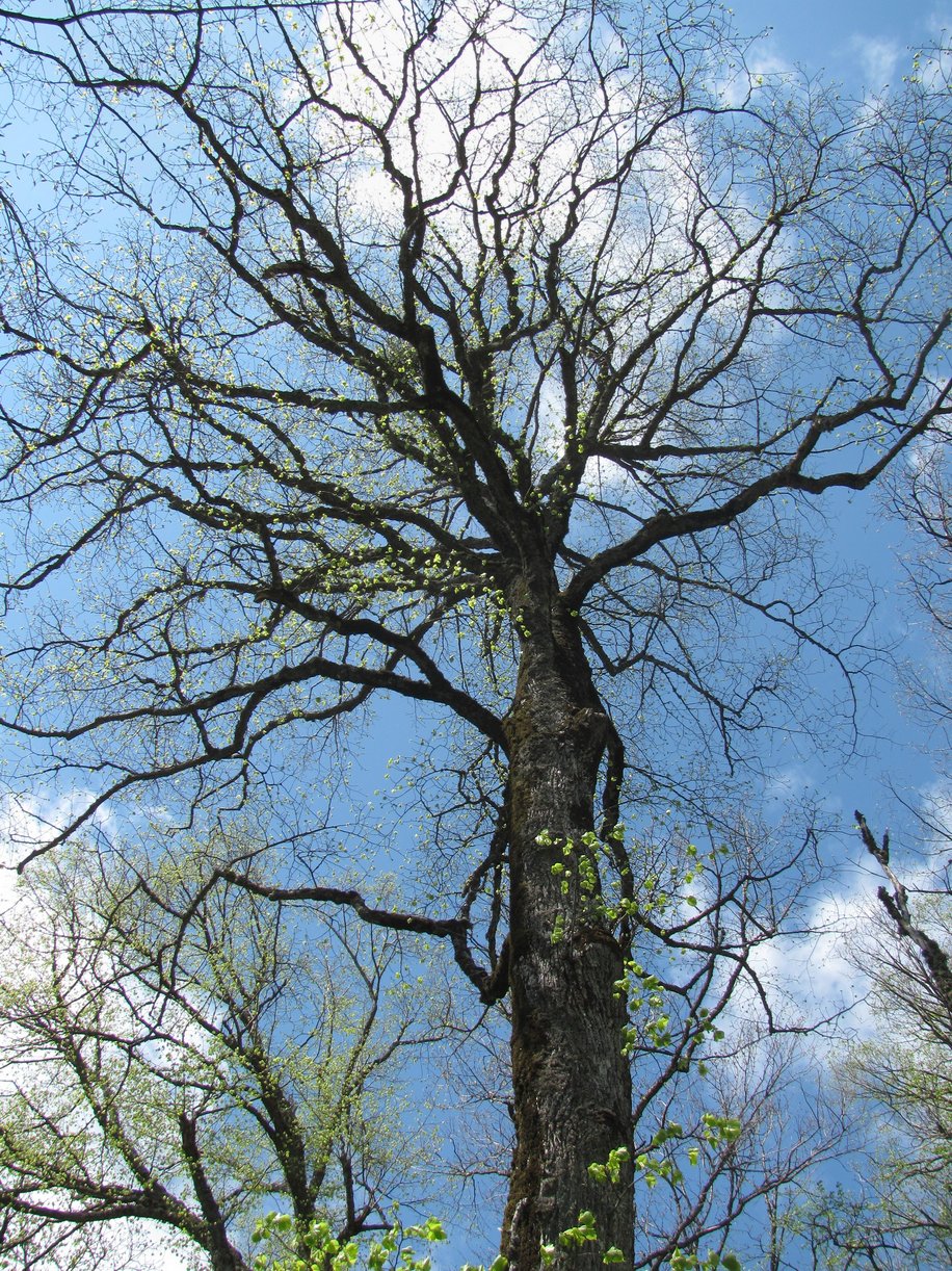 Изображение особи Tilia begoniifolia.