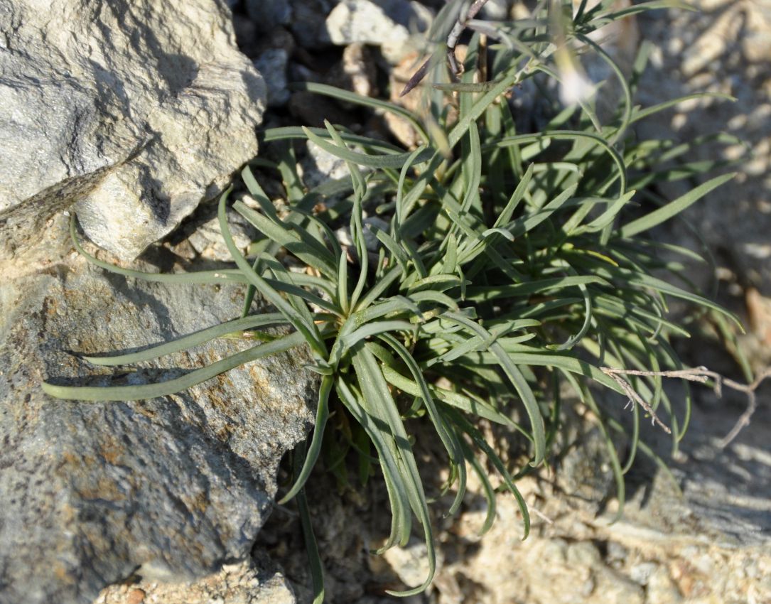 Image of Petrorhagia illyrica ssp. haynaldiana specimen.