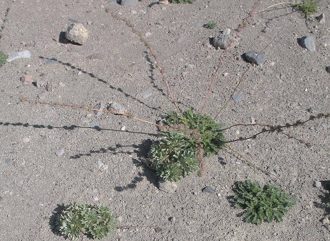 Image of Acaena pinnatifida specimen.