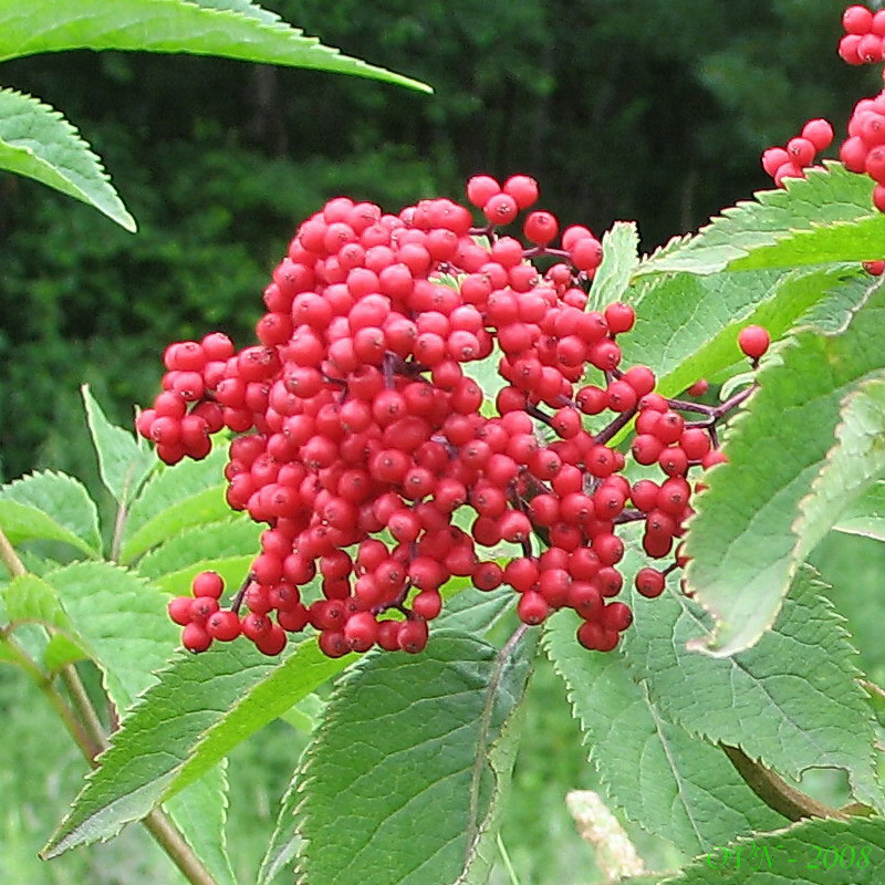 Image of Sambucus sibirica specimen.