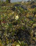 Rhododendron aureum