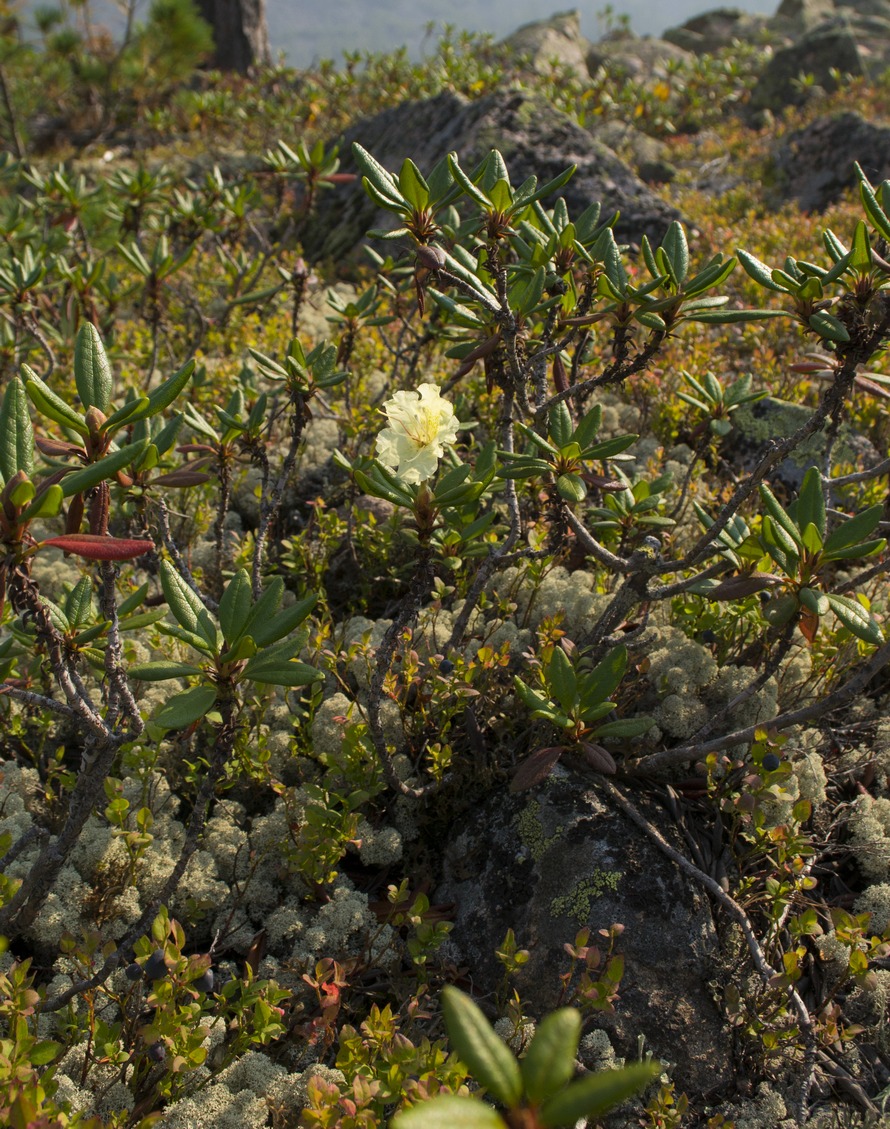 Image of Rhododendron aureum specimen.