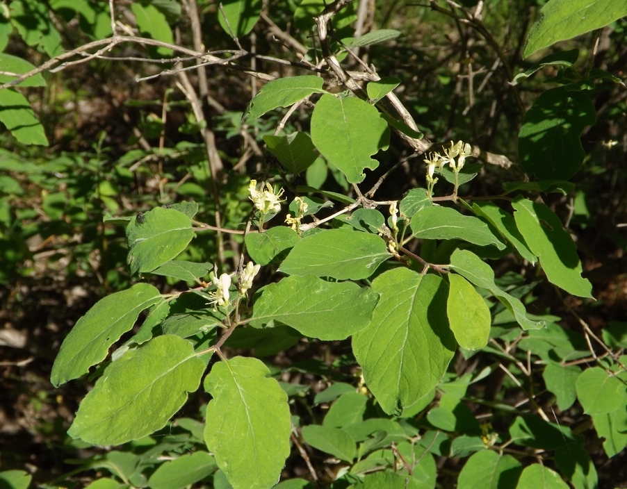 Изображение особи Lonicera xylosteum.