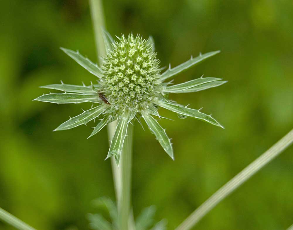 Image of Eryngium planum specimen.