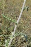 Echinops ritro