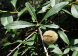 Amygdalus nana. Средняя часть побега с плодом. Марий Эл, г. Йошкар-Ола, Центральный парк, в культуре. 28.07.2017.