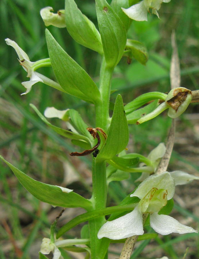 Image of Platanthera chlorantha specimen.