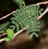 Calliandra californica