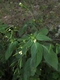 Impatiens parviflora