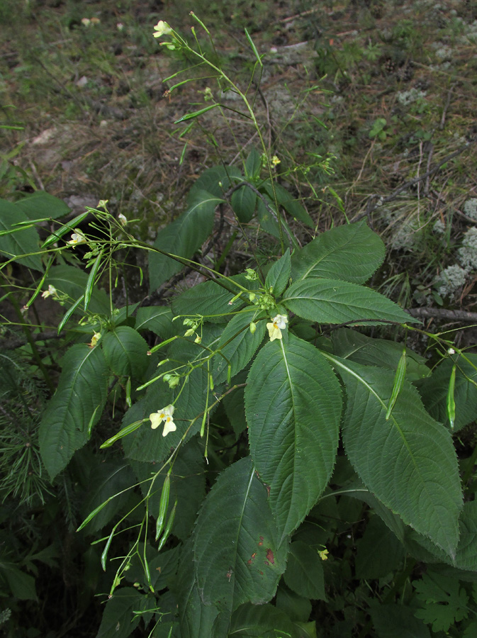 Image of Impatiens parviflora specimen.