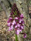 Orchis × angusticruris