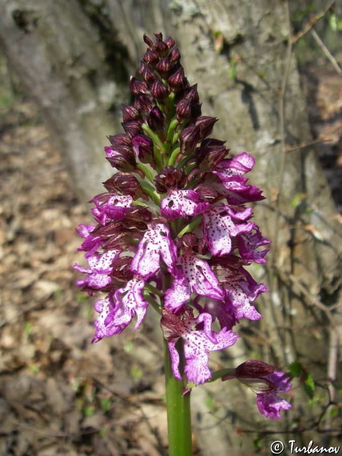 Изображение особи Orchis &times; angusticruris.